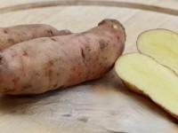 Angeliter Tannenzapfen Angeliter Tannenzapfen