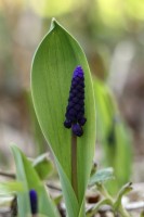 Muscari latifolium Muscari latifolium