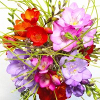 Freesia x hybrida - BIO Freesia x hybrida - BIO