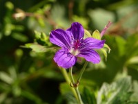 Sibirische Strorchschnabel - Geranium wlassovianum Sibirische Strorchschnabel - Geranium wlassovianum