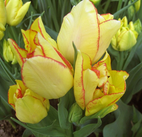 Tulpe Aquila