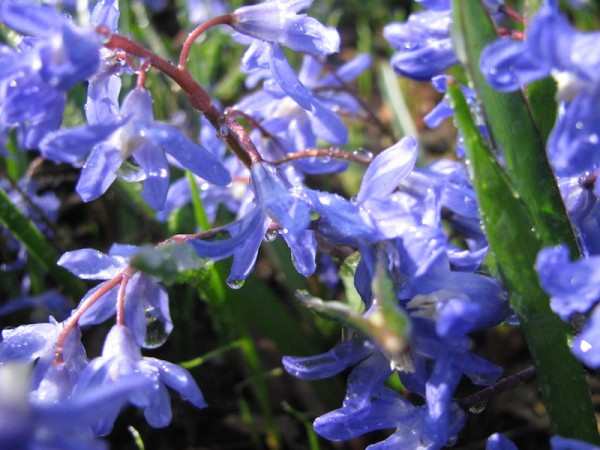 Scilla bifolia