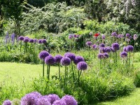 Allium Globemaster Allium Globemaster
