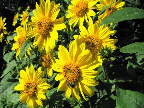 Staudensonnenblume - sie gucken immer zur Sonne