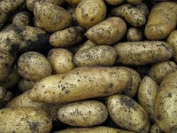 Pflanzkartoffel Ditta Pflanzkartoffel Ditta