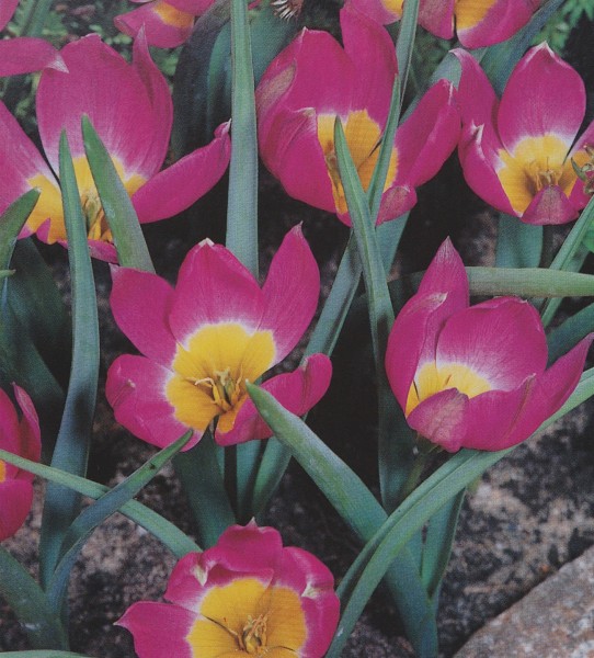 Tulpe Yellow Base