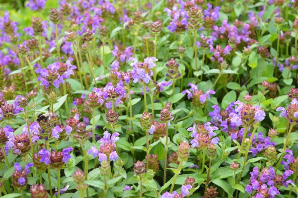 Üppige Blüten der Prunella grandiflora