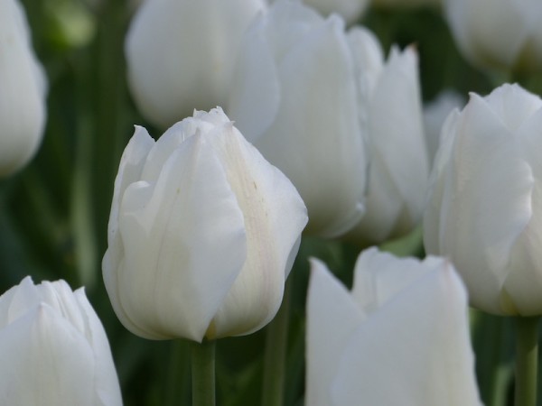 Tulpe White Marvel