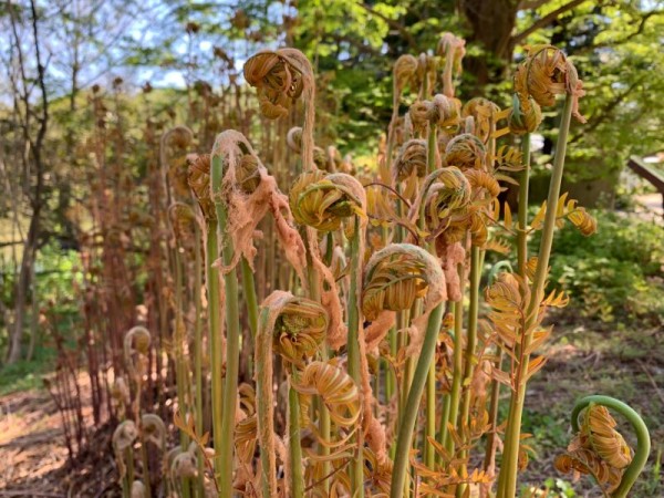 Königsfarn - Osmunda regalis