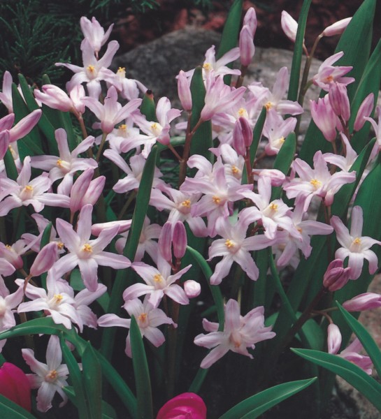 Chionodoxa forbesii 'Pink Giant' 40 Stück