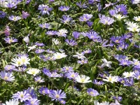 Anemone blanda Anemone blanda