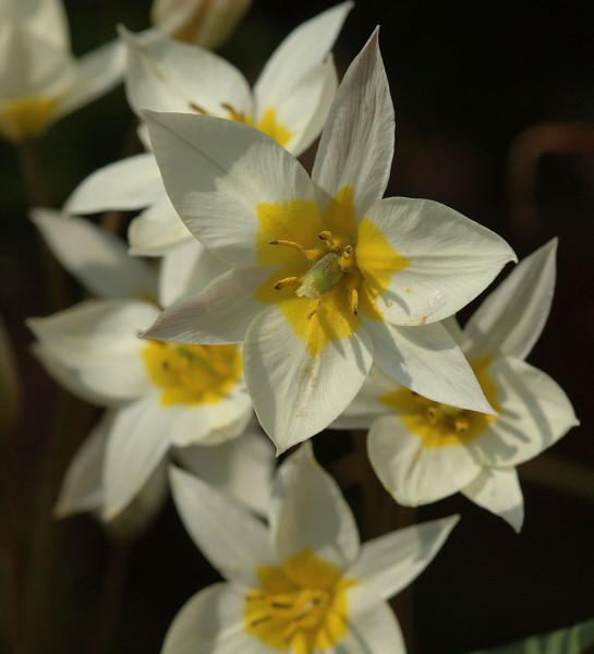 Tulpe Turkestancia