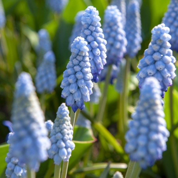 Muscari-Early-Bird-BIO