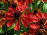Sonnenbraut - Helenium 'Rubinzwerg' Sonnenbraut - Helenium 'Rubinzwerg'