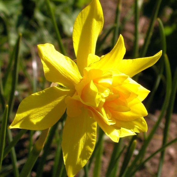 Narcissus campernelli 'Plenus'