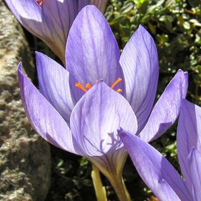 Crocus karduchorum