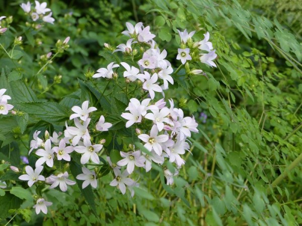 Dolden-Glockenblume - Campanula lactiflora ‘Loddon Anne’