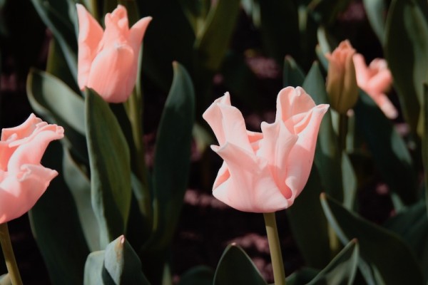 Tulpe Witty Picture