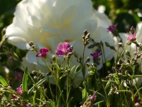 Kleines rosa Schleierkraut Kleines rosa Schleierkraut
