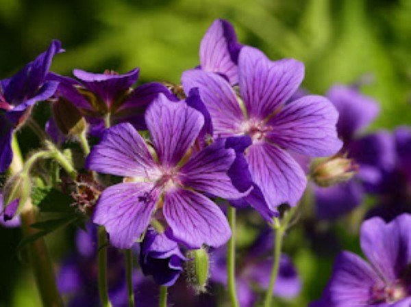 Pracht-Storchschnabel - Geranium magnificum ´Rosenmoor`