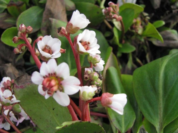 Weiße Bergenie - Bergenia cordifolia ‘Bressingham White’