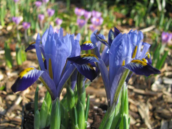 Iris reticulata 'Gordon' 25 Stück