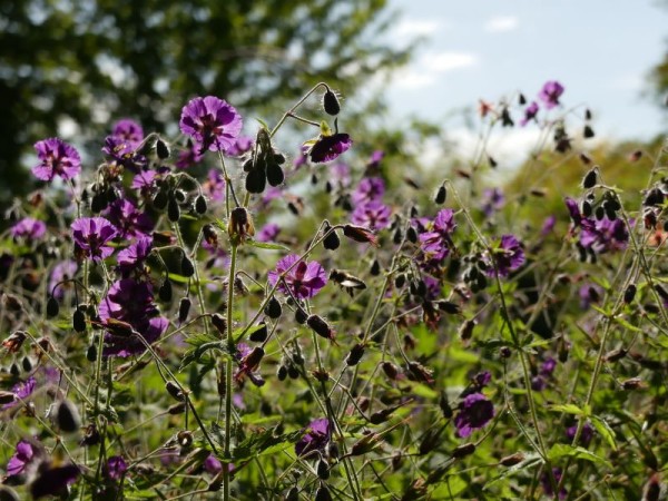 Braune Storchschnabel - Geranium phaeum ‘Samobor’