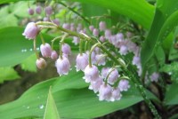 Convallaria majalis ‘Rosea’ - BIO Convallaria majalis ‘Rosea’ - BIO