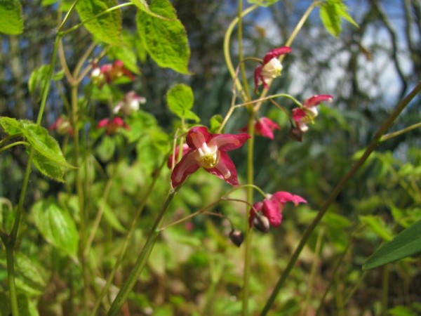 Elfenblume - Epimedium rubrum