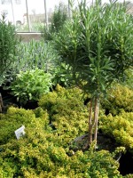 Zitronenthymian - Thymus citriodorus `Golden Dwarf`Zitronenthymian - Thymus citriodorus `Golden Dwarf` Zitronenthymian - Thymus citriodorus `Golden Dwarf`Zitronenthymian - Thymus citriodorus `Golden Dwarf`