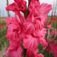 Gladiolus ‘Kingston Ruffle’ - BIO Gladiolus ‘Kingston Ruffle’ - BIO