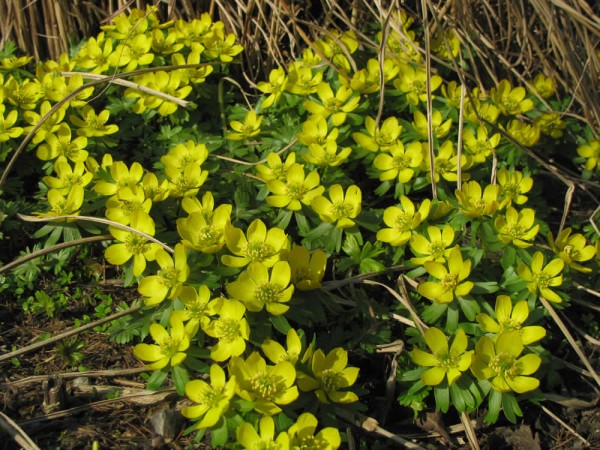 Eranthis cilicica 20 Stück