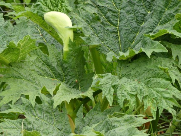 Chinesischer Zier-Rhababer - Rheum palmatum var. tanguticum