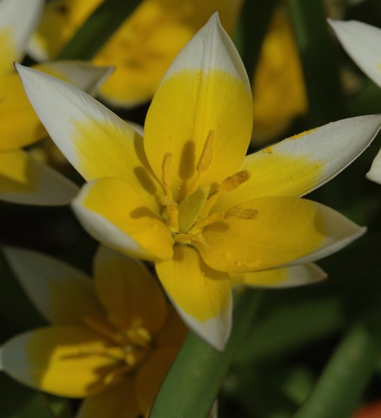 Tulpe Tarda