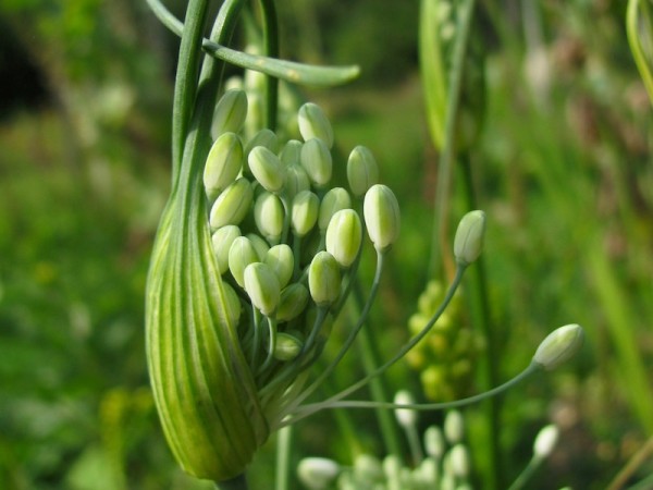 Allium carinatum pulchellum Album