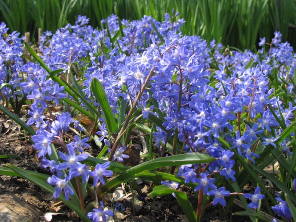 Sibirisches Blausternchen Scilla siberica