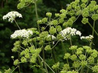 Meisterwurz - Peucedanum ostruthium Meisterwurz - Peucedanum ostruthium