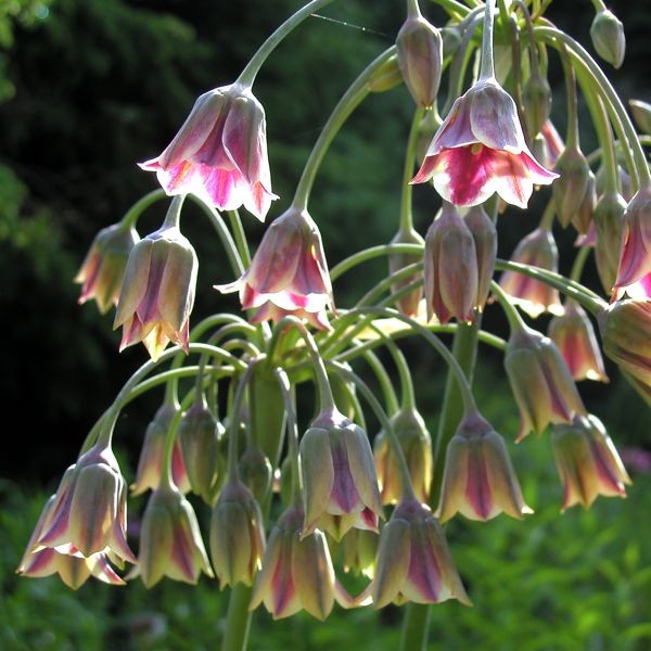 Nectaroscordum siculum 55 Stück