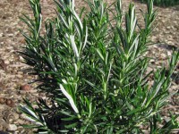 Rosmarin - Rosmarinus officinalesRosmarin - Rosmarinus officinales Rosmarin - Rosmarinus officinalesRosmarin - Rosmarinus officinales