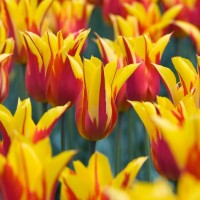 Lilienblütige Tulpe 'Fire Wings'