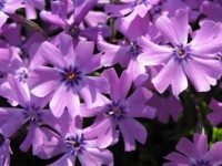 Polster-Flammenblume - Phlox subulata 'Moerheimii' Polster-Flammenblume - Phlox subulata 'Moerheimii'