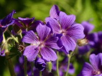 Pracht-Storchschnabel - Geranium magnificum ´Rosenmoor` Pracht-Storchschnabel - Geranium magnificum ´Rosenmoor`
