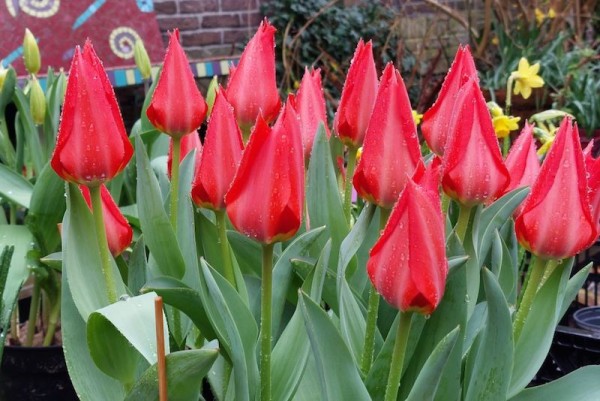 Wildtulpe - Tulipa ingens - BIO