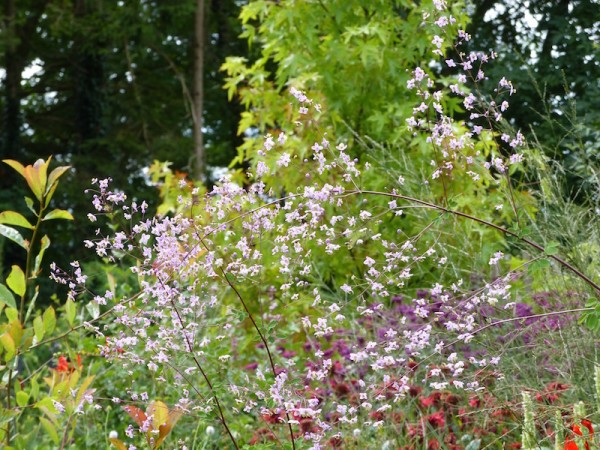 Thalictrum Black Stockings