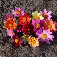 Dahlien - einfache Mischung Dahlien - einfache Mischung