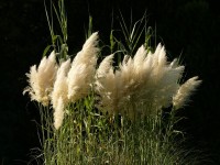 Pampasgras - Cortaderia selloana Pampasgras - Cortaderia selloana