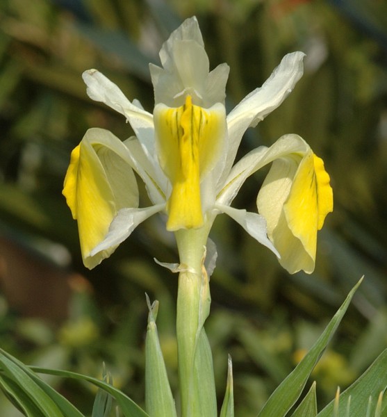 Iris bucharica 5 Stück
