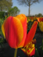 Tulpe Beauty of Apeldoorn