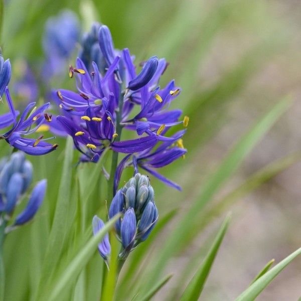 Präriekerze - Camassia quamash - BIO