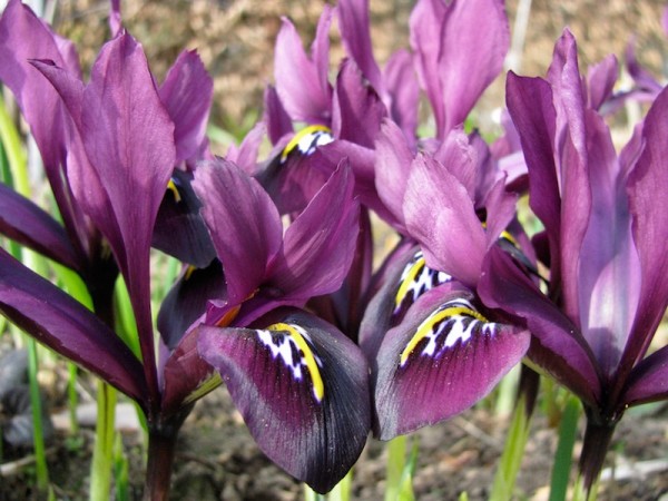 Iris reticulata 'J.S.Dijt'